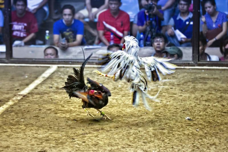 Tính chất văn hóa của đá gà Thomo