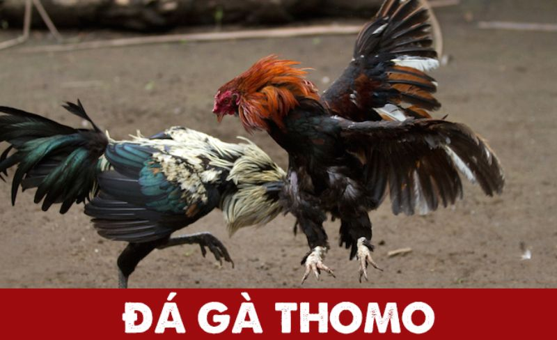 Những điều đặc biệt về đá gà Thomo