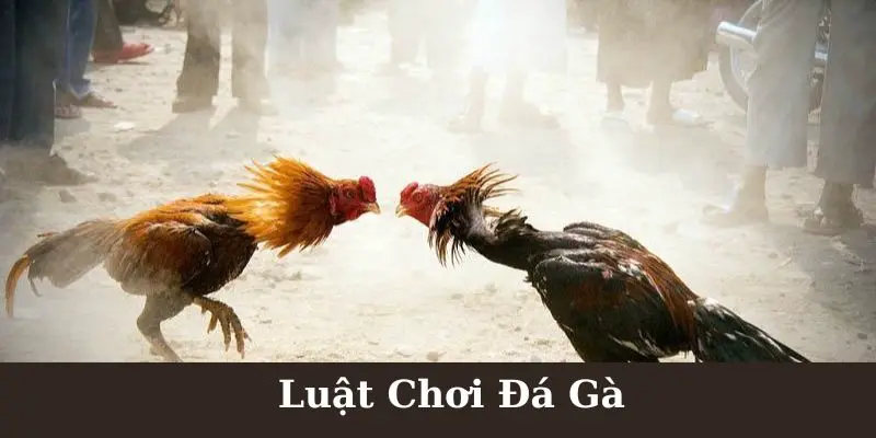 Luật chơi đá gà Campuchia