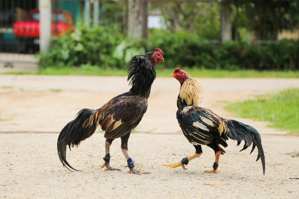 Những Lợi Ích Của Đá Gà Tre